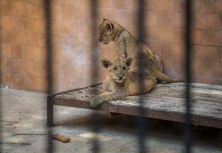 Lion cubs at a zoo in Bulgaria
