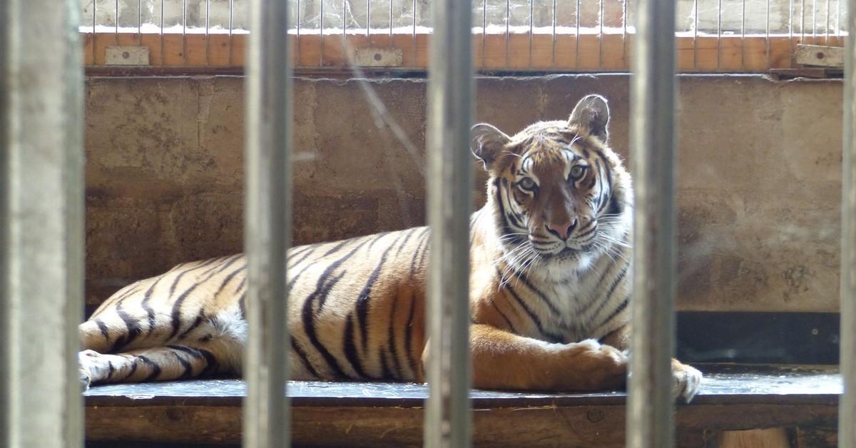 Big Cats in Captivity - LIONSROCK Big Cat Sanctuary - a FOUR PAWS Project