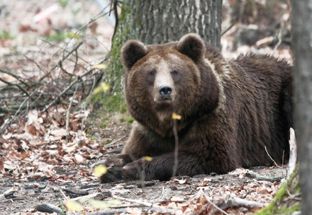 Bear Dasha at BEAR SANCTUARY Domazhyr