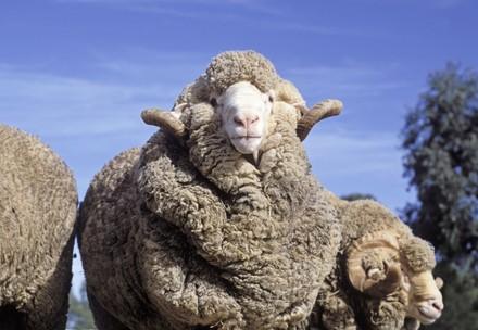 un mouton mérinos à cornes