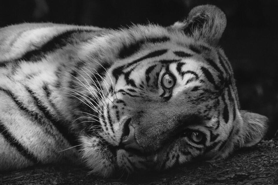 Tiger in black and white