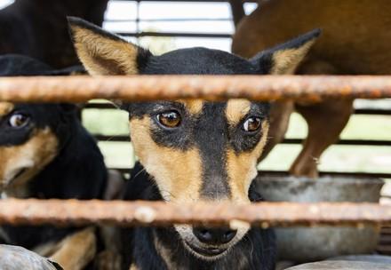 Rescued dogs from closed slaughterhouse