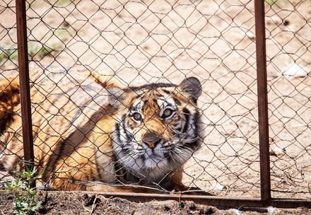 Tiger caged at a South African breeding farm