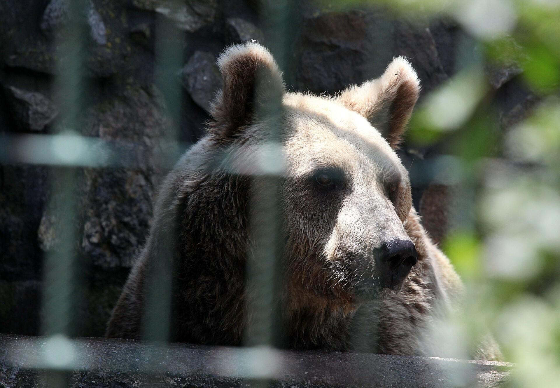 The last illegally kept brown bears in Croatia get new home - Animal  Charity - Animal Welfare Organisation - FOUR PAWS UK
