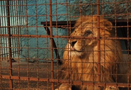 Leeuw Lenci in Safari Park Zoo Fier