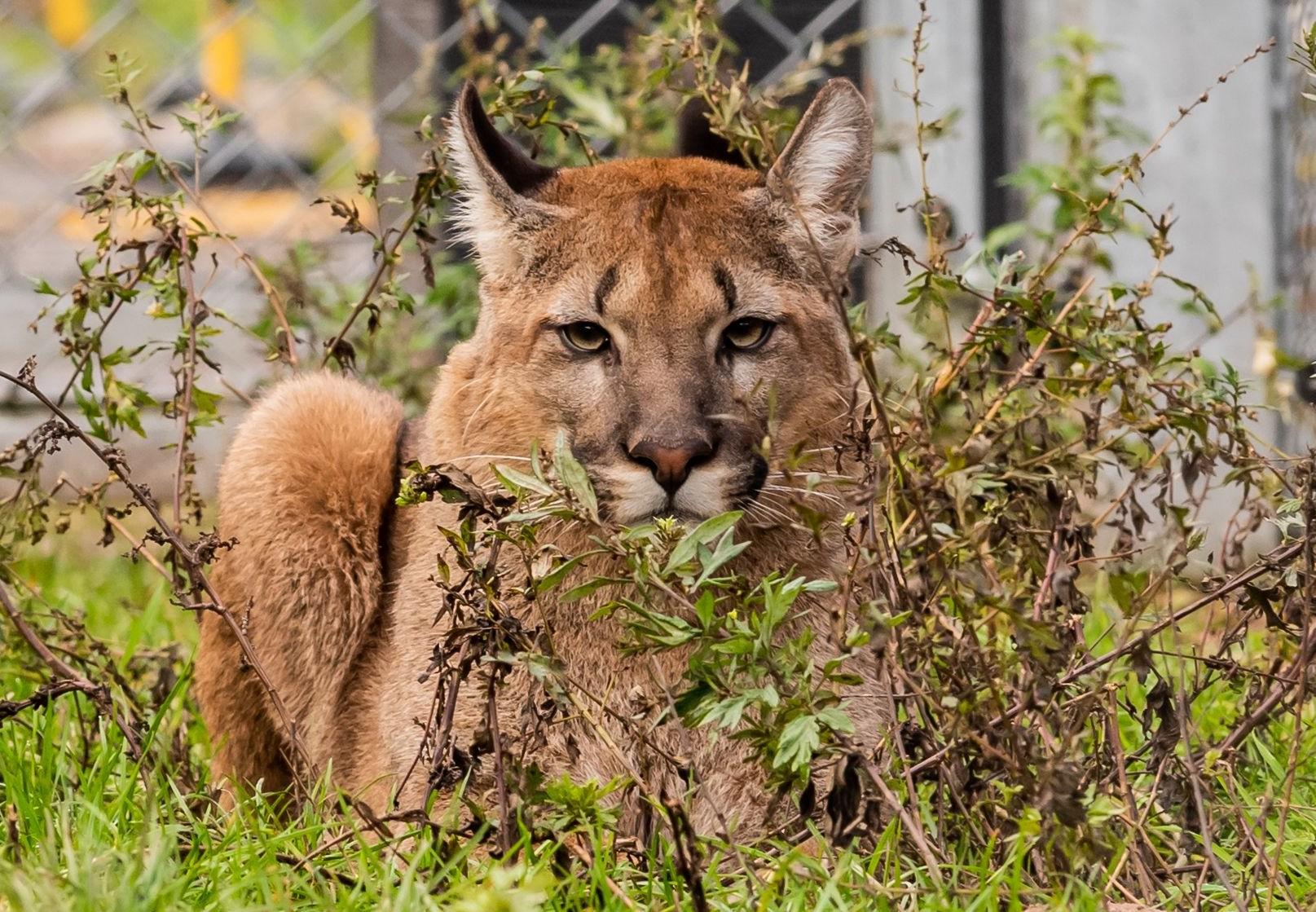 About Pumas – Also Called 