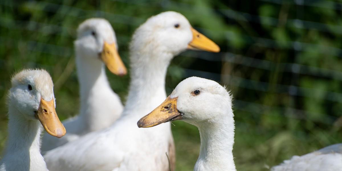 10 Fakten über Enten - VIER PFOTEN Stiftung für Tierschutz in