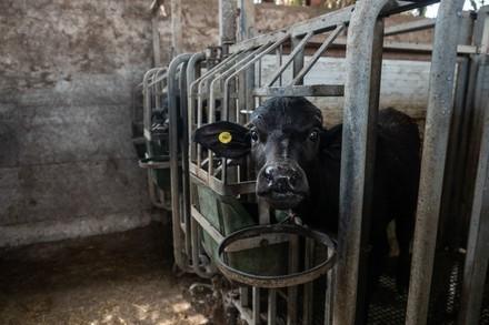 Buffaloes suffer in Italy