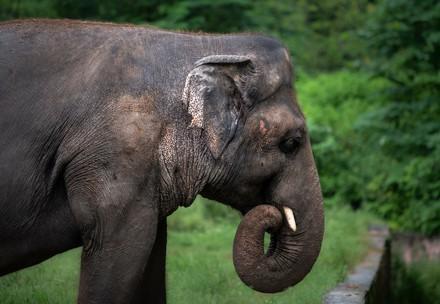 Elefant Kaavan