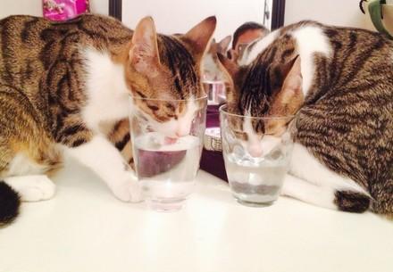Chats buvant de l'eau
