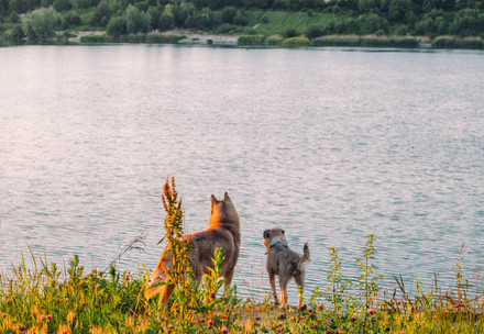Two dogs at a lake