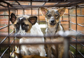 Ground Zero des Handels mit Hundefleisch in Kambodscha