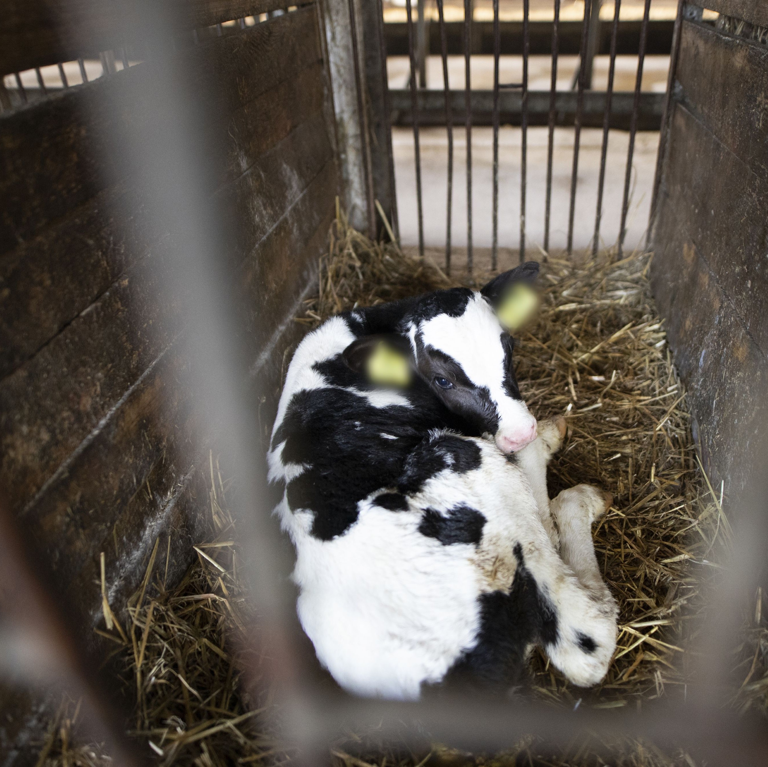 Calf kept in a cage, isolated from its mother