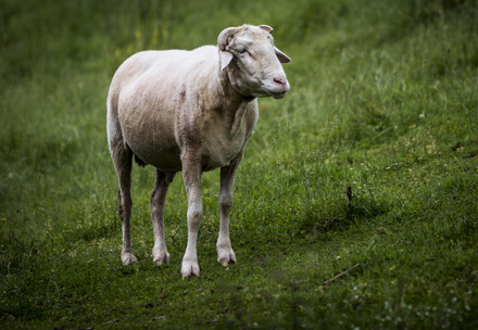 Sheep Casimir