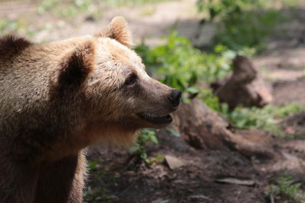 Bear at our sanctuary