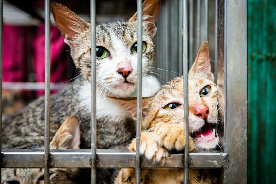 Katzen im Käfig 