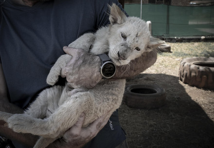 Young lion cub in the arms of a person at a big cat park