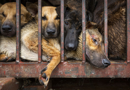 Hunde in Käfig in Hanoi, Vietnam