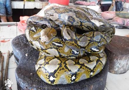 Un python sur un marché