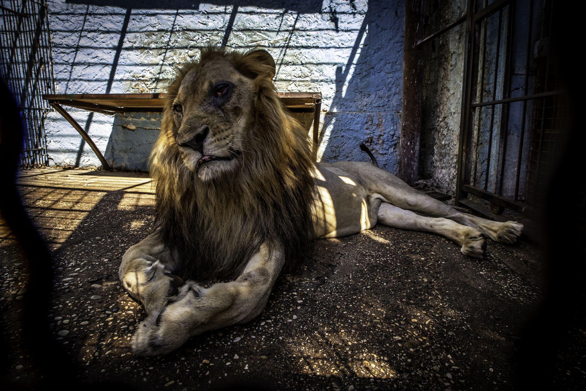 Neglected and malnourished lion