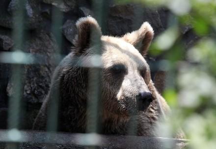 Two of the last illegally kept brown bears in Croatia have found a new home