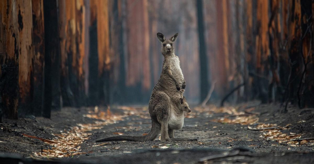 Helping Animals in Australia | FOUR PAWS