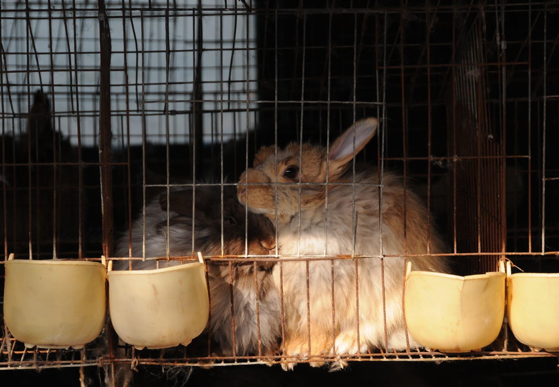 The Cruel Reality behind Angora Wool - FOUR PAWS International - Animal  Welfare Organisation