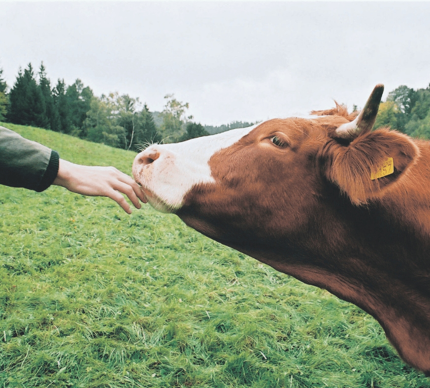 A hand reaching out towards a cow