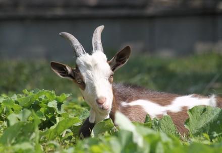 Goat enjoying eating the vegetables