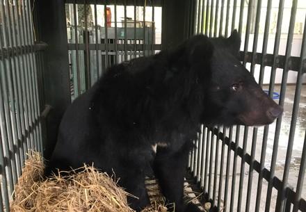 Confiscated Bear in a cage