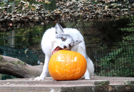 Silver fox Mala with Halloween pumpkin