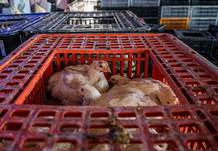 Poultry at a slaughterhouse