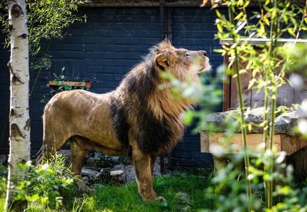 Rescued Lions from Albanian Horror Zoo Arrive at New Home