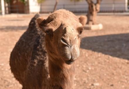 FOUR PAWS takes care of neglected zoo animals in Lebanon