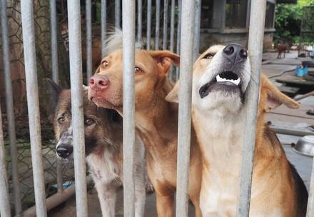 Dogs behind bars