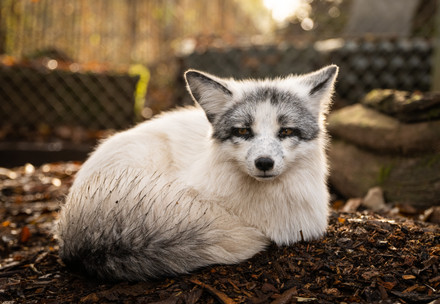 Mala was rescued from a fur farm