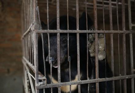 Vietnam: FOUR PAWS rescues last bile bear of Son La province