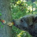 Brown bear Brumca is eating food from a food chain. The food chain is tied around a tree. Small peaces of apples and other food are on the food chain.
