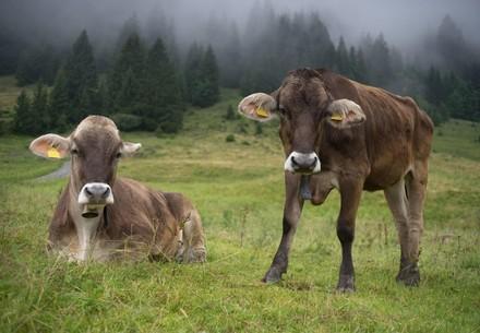 Cattle with horns in the pasture