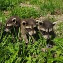 Raccoon cubs at TIERART