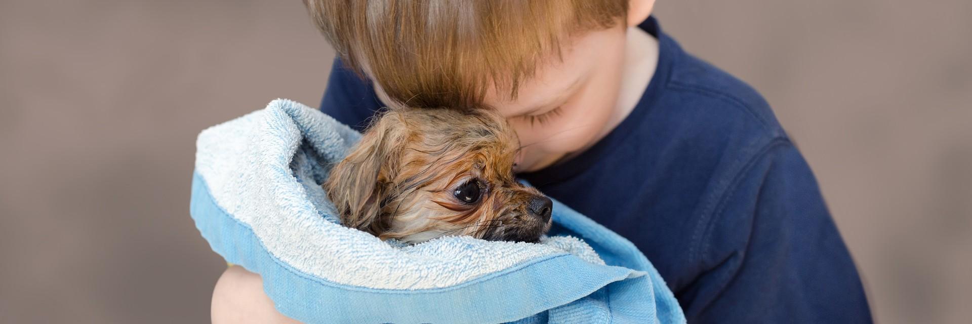 Little boy with a dog in a blanket