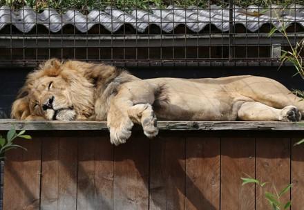 Lion Bobby in FELIDA Big Cat Sanctuary 