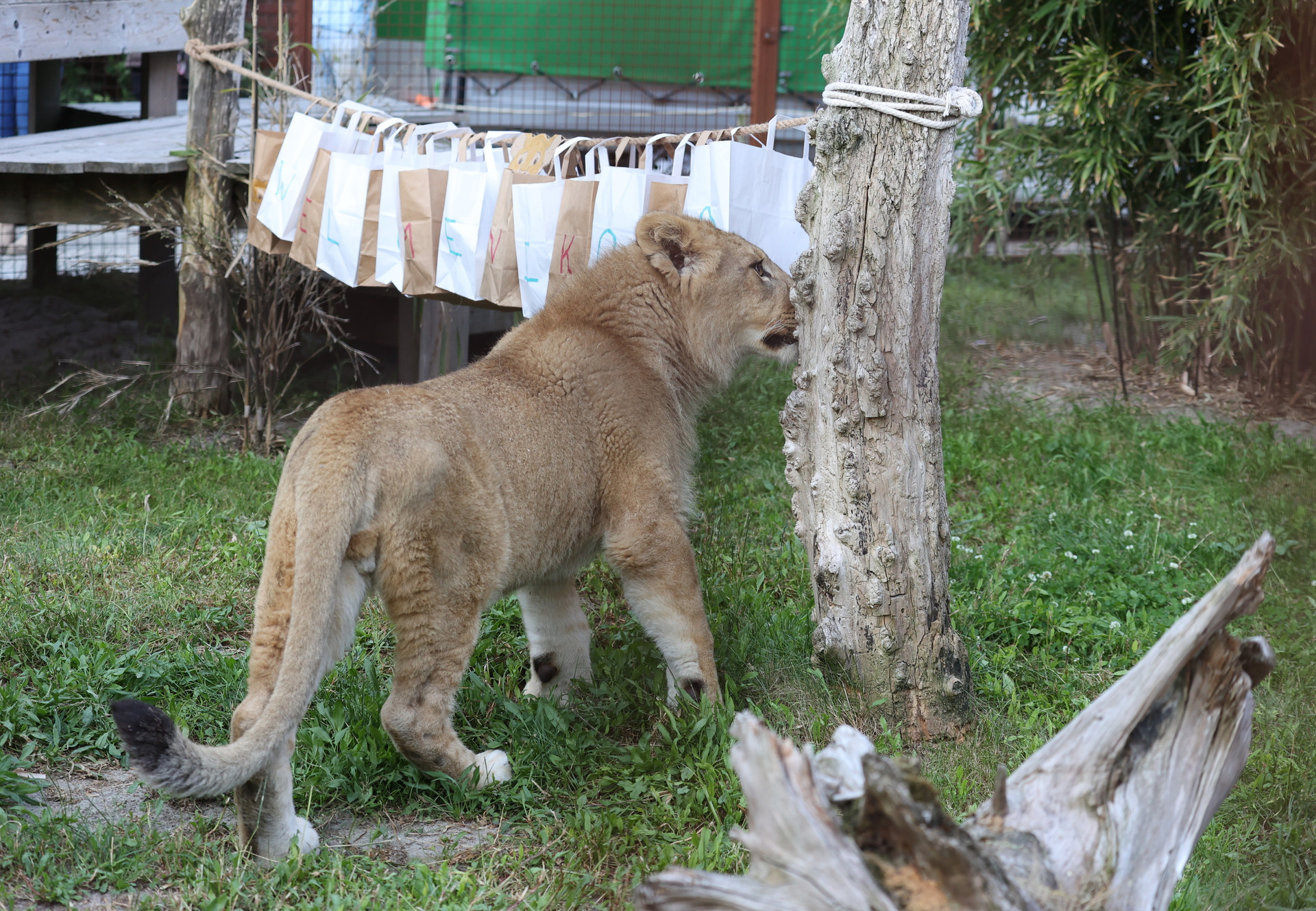 A lion cub's journey across Europe to a better life - FOUR PAWS in US -  Global Animal Protection Organization