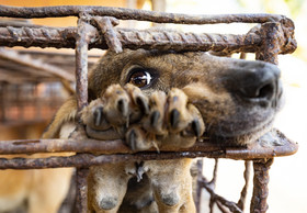 Help to Close a Second Dog Meat Slaughterhouse in Cambodia