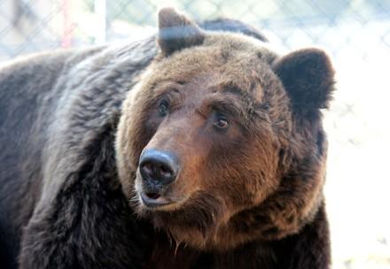 Bärin Laska im Bärenschutzzentrum Domazhyr in der Ukraine