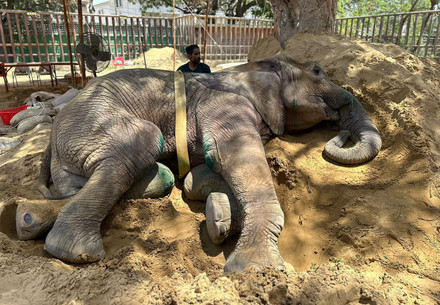 Die Elefantenkuh Noor Jehan ist im Zoo von Karatschi verstorben