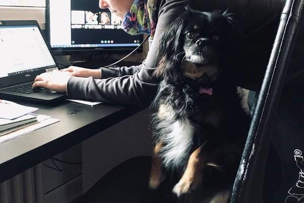 Hund besetzt den Bürostuhl um Aufmerksamkeit zu bekommen