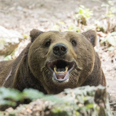 A brown bear looking straight ahead