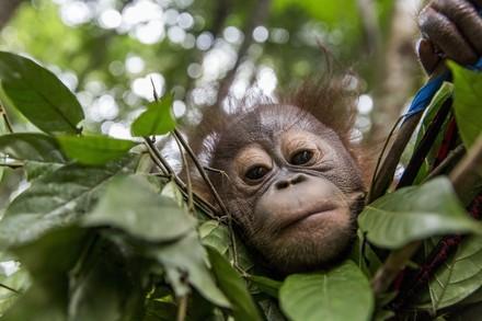 Young orangutan peering over a ledge of leafs