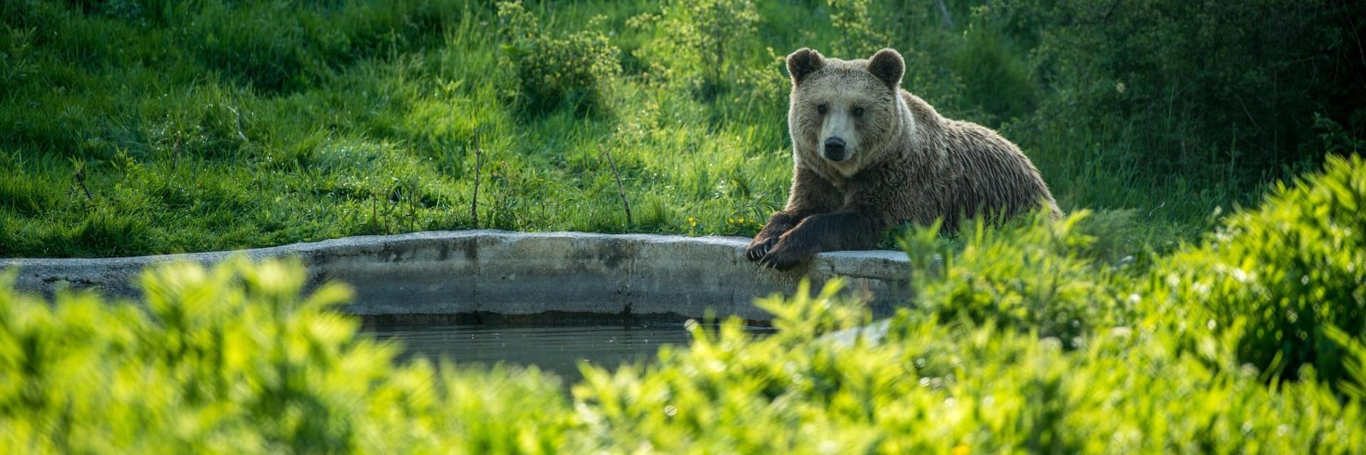 Brown bear Hana sitting by a pond
